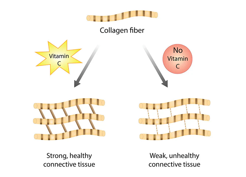 The Importance of Collagen Synthesis