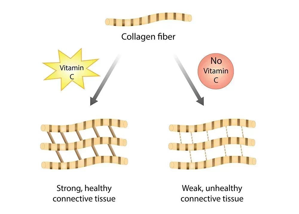 The Importance of Collagen Synthesis