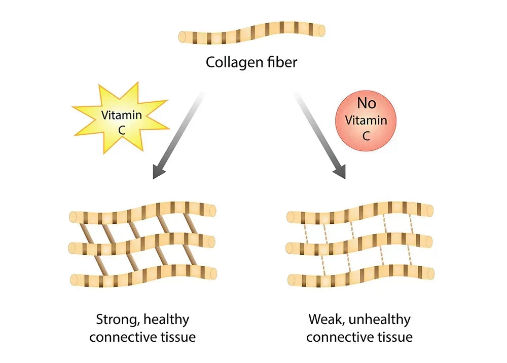 The Importance of Collagen Synthesis