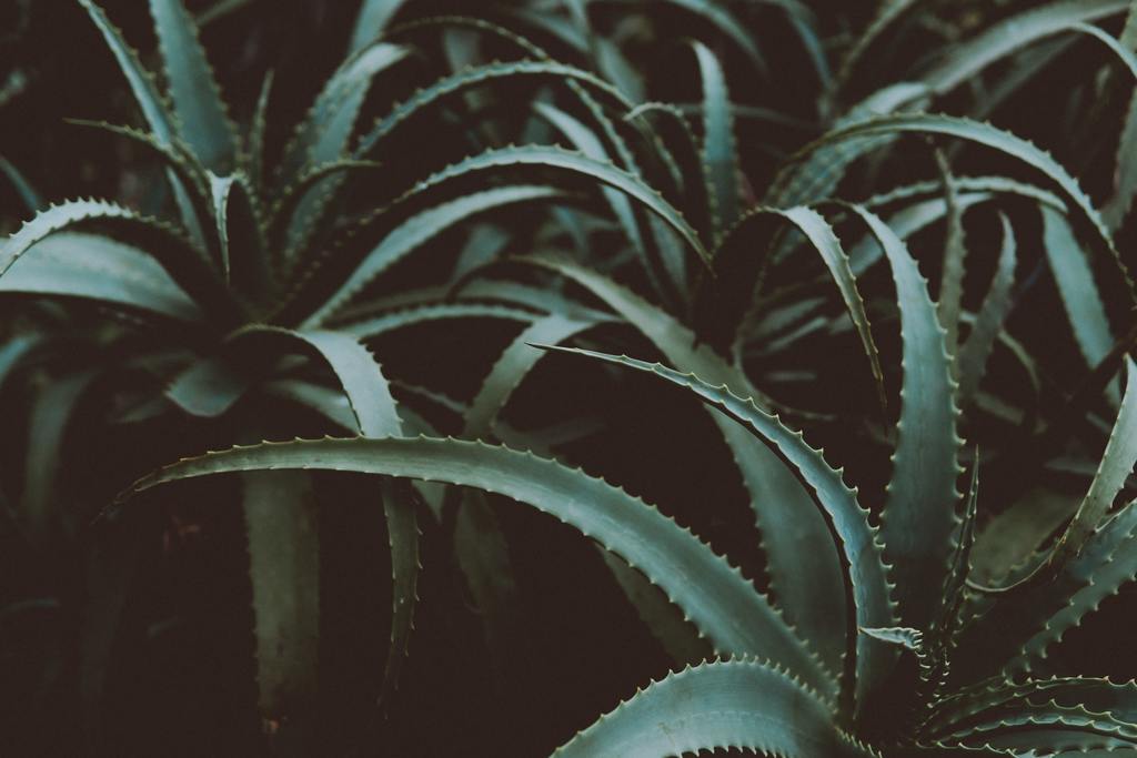 The Benefits of Aloe Vera For Our Skin