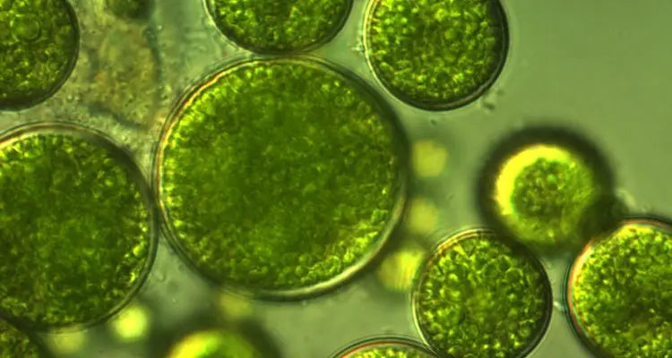 eye serum ingredients, best skincare ingredients, new skincare ingredients, aldavine, eye recovery serum, best eye serum