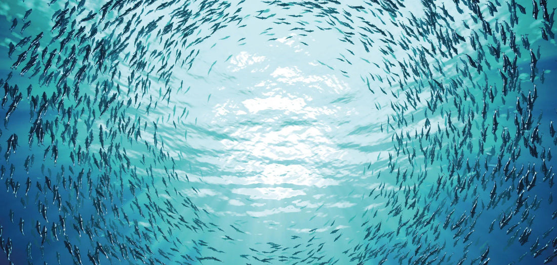 Inside Marine Collagen: The Science Behind Skin Elasticity & Mobility