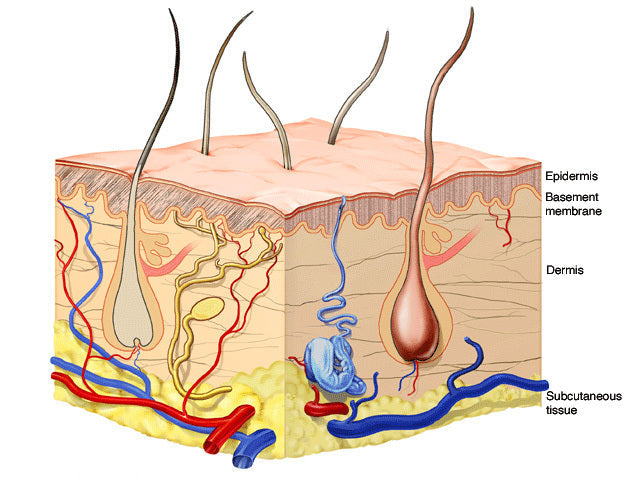How MSM (methylsulfonylmethane) Enhances Skin Permeability