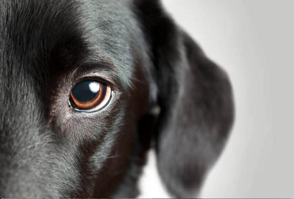 Distilled Ultra-Pure MSM for dogs