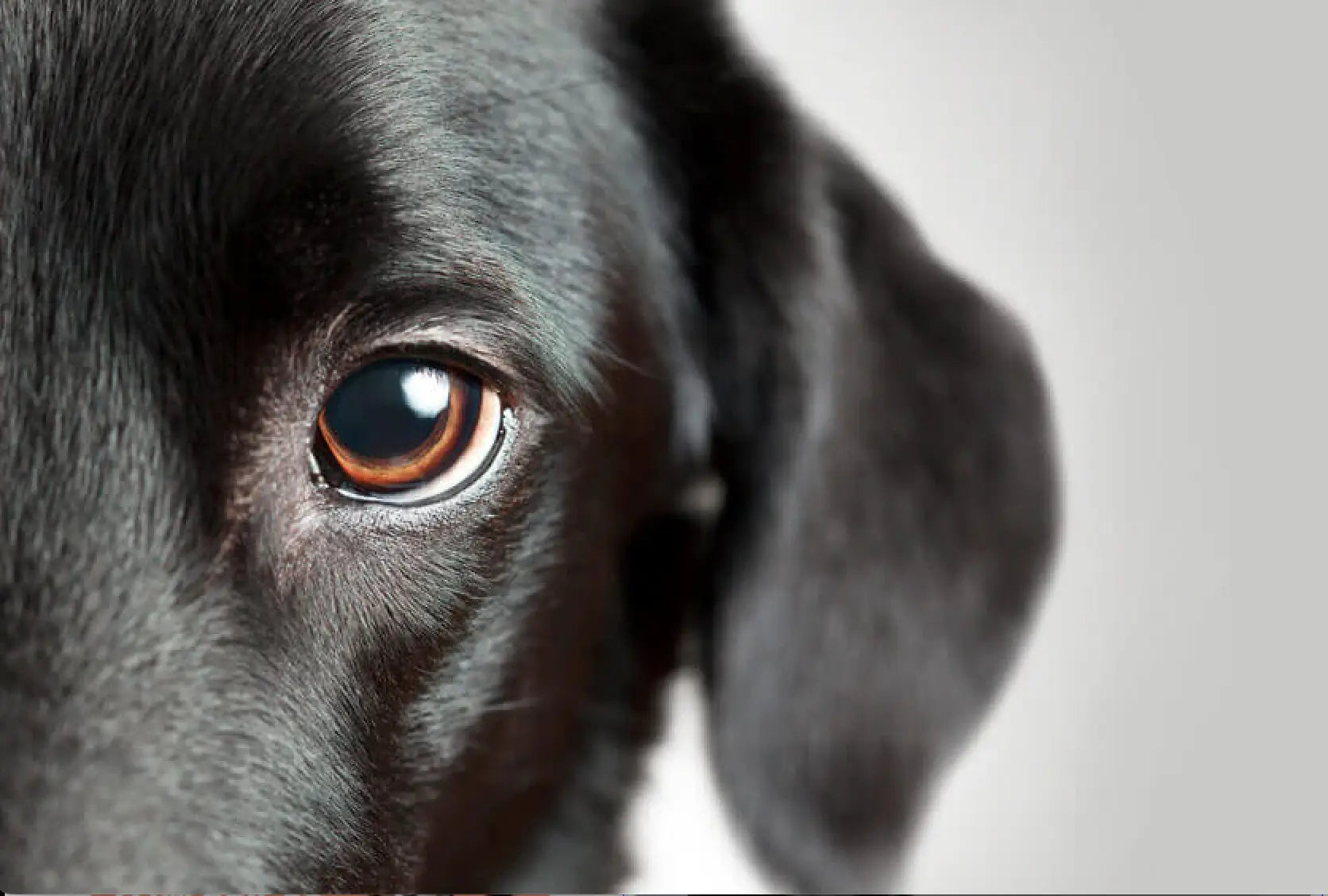 Distilled Ultra-Pure MSM for dogs