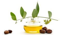 Ingredient Highlight: Jojoba Oil