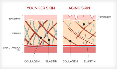 How Does Collagen Promote Skin Elasticity and Reduce